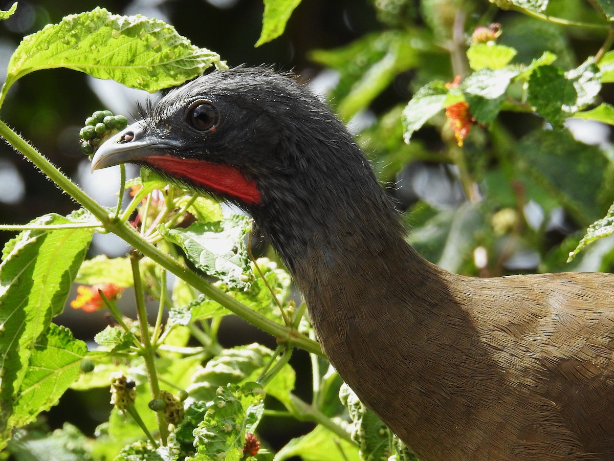 Rufous-vented Chachalaca - ML647046074