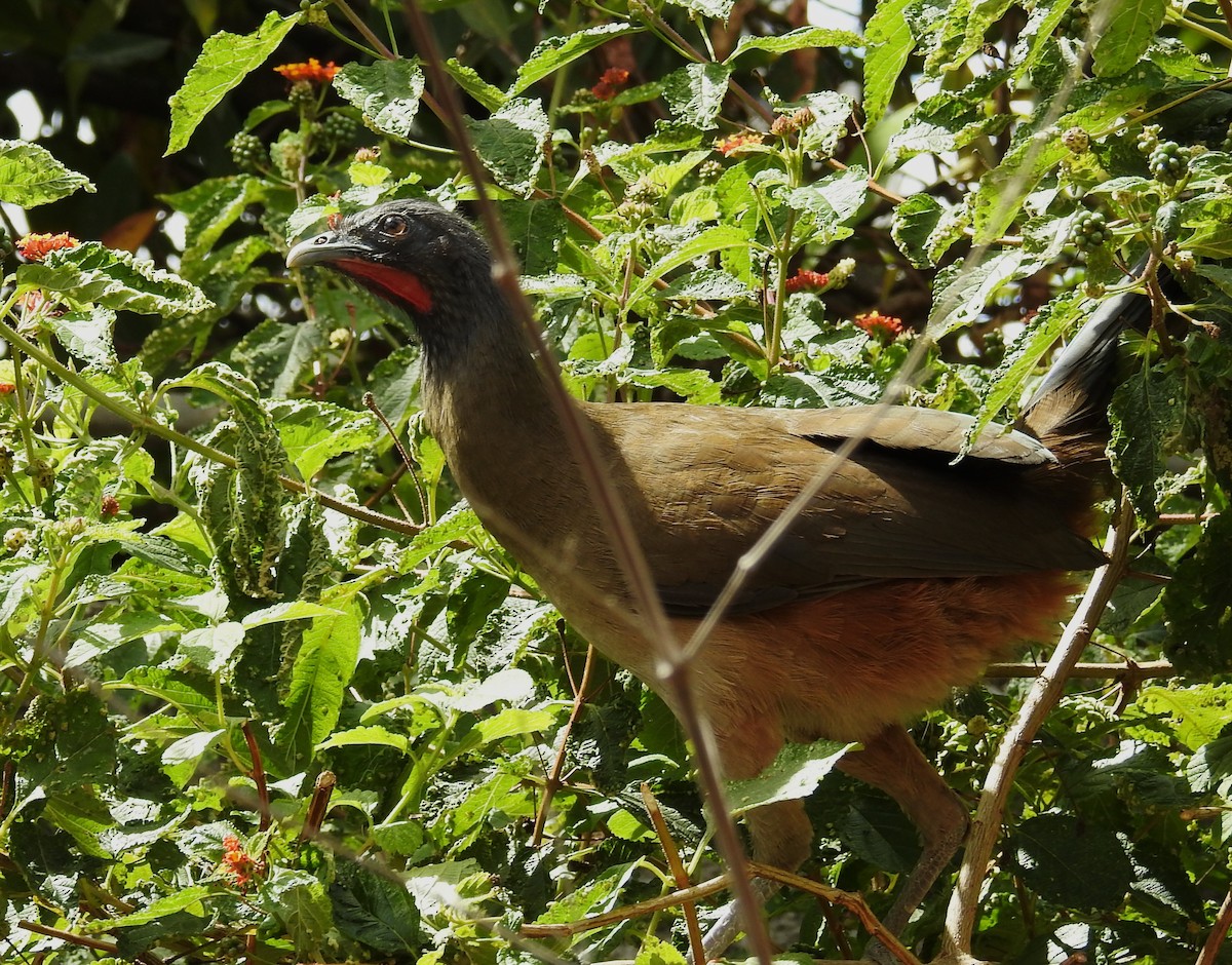 Rufous-vented Chachalaca - ML647046075