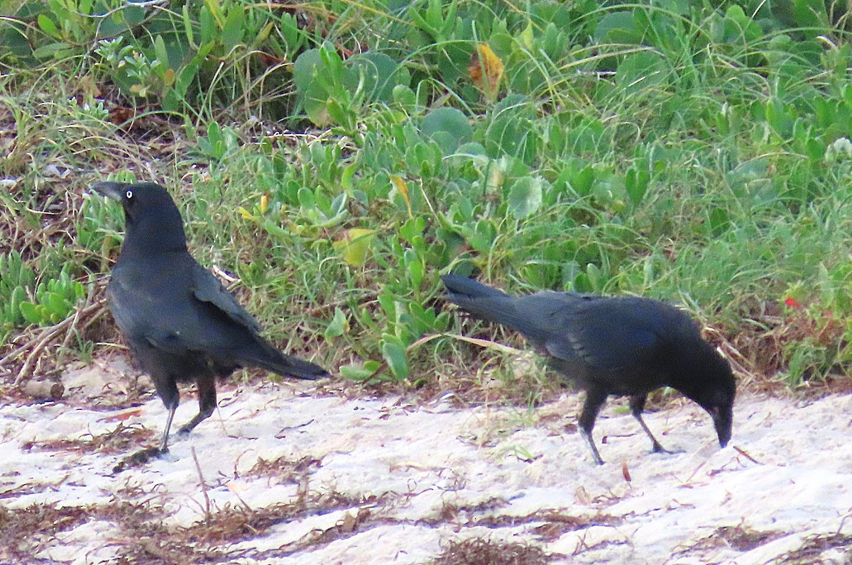 krkavec pralesní - ML647046076