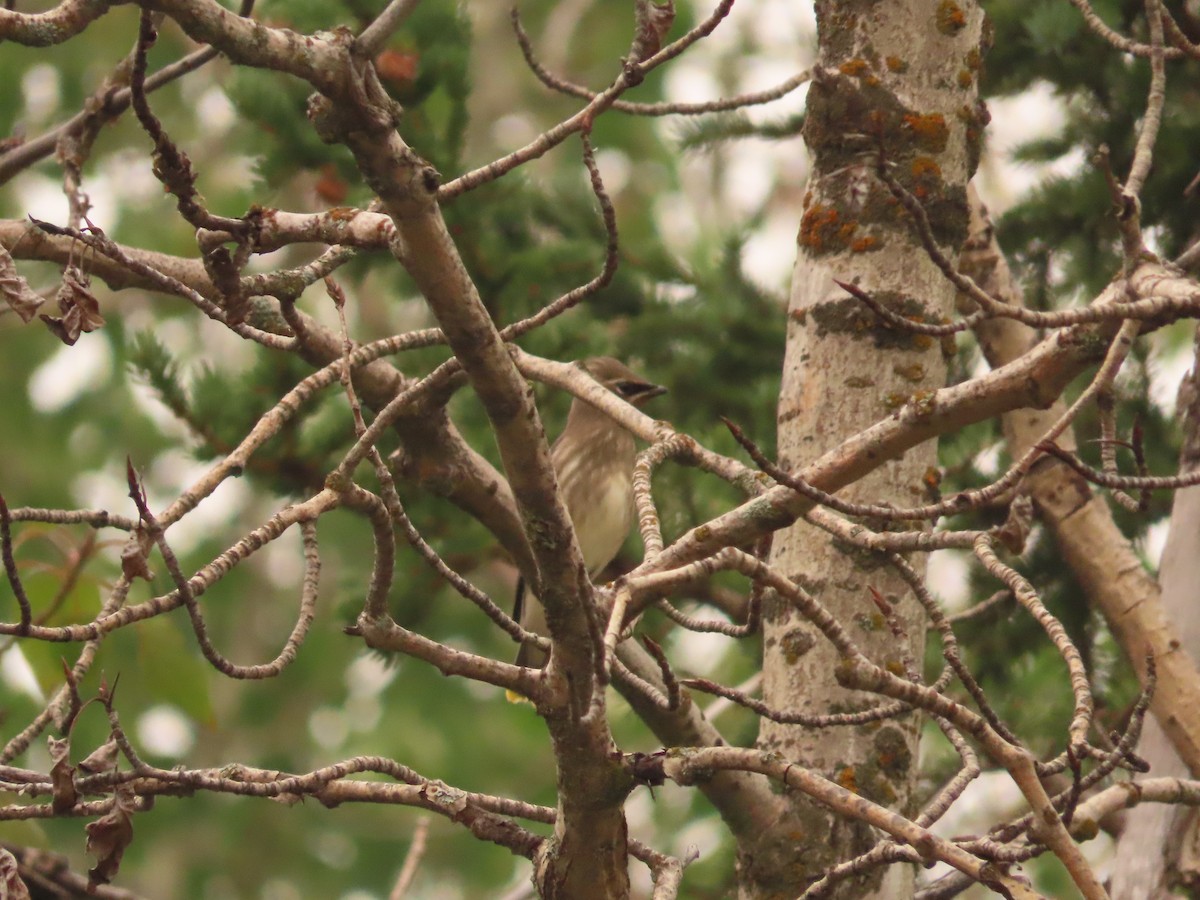 ヒメレンジャク - ML647046078