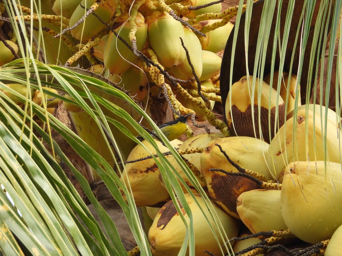 Bananaquit - ML647046083