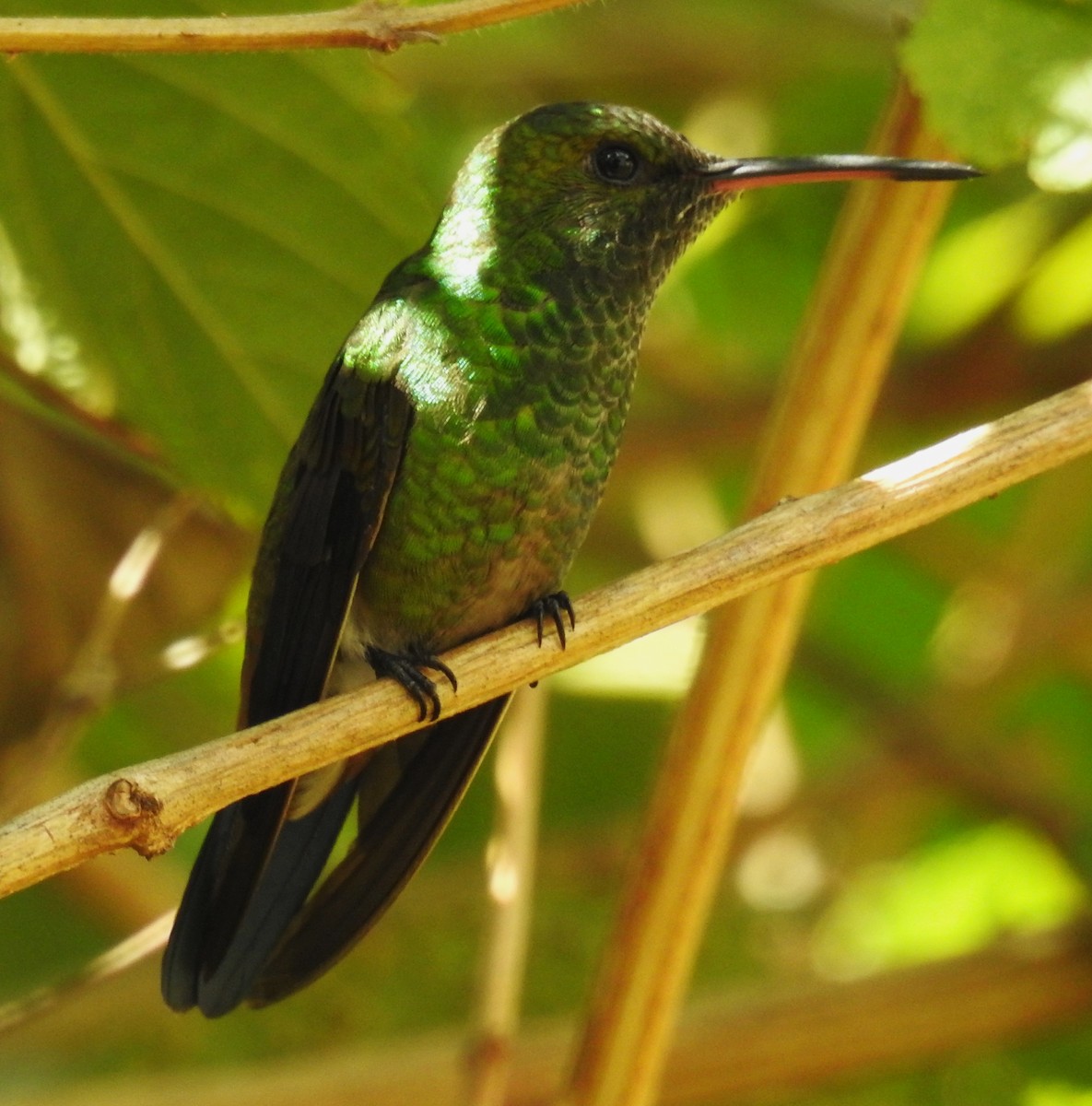 Copper-rumped Hummingbird - ML647046084