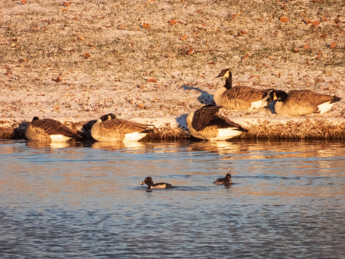 berneška velká - ML647046098