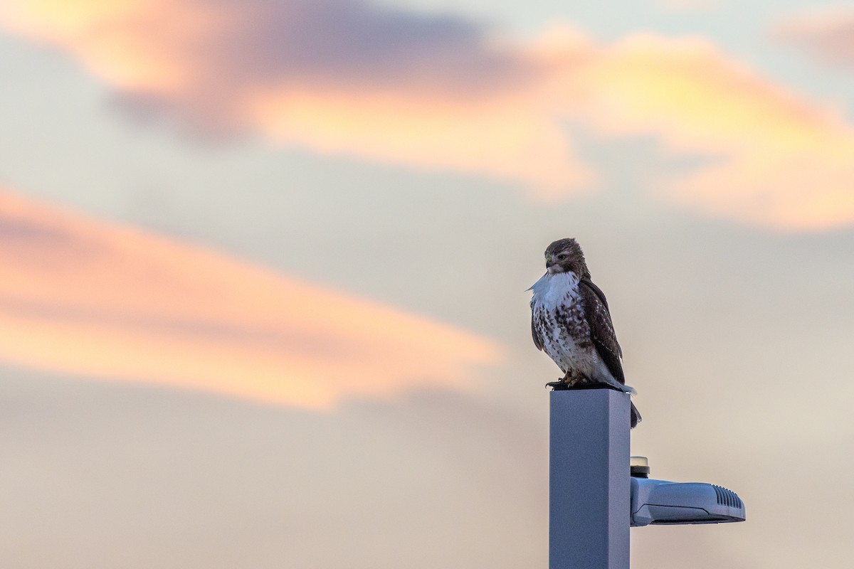 Red-tailed Hawk - ML647046099