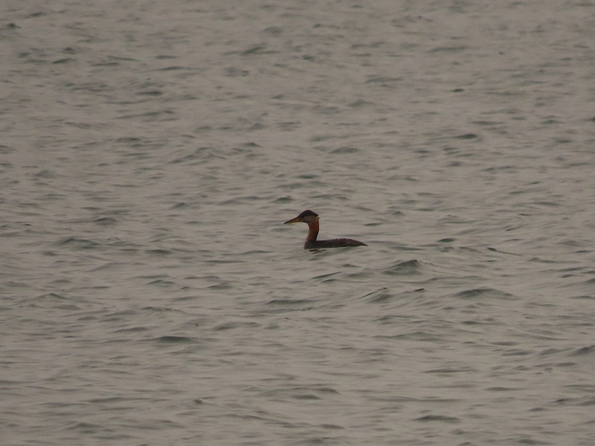 Red-necked Grebe - ML647046107