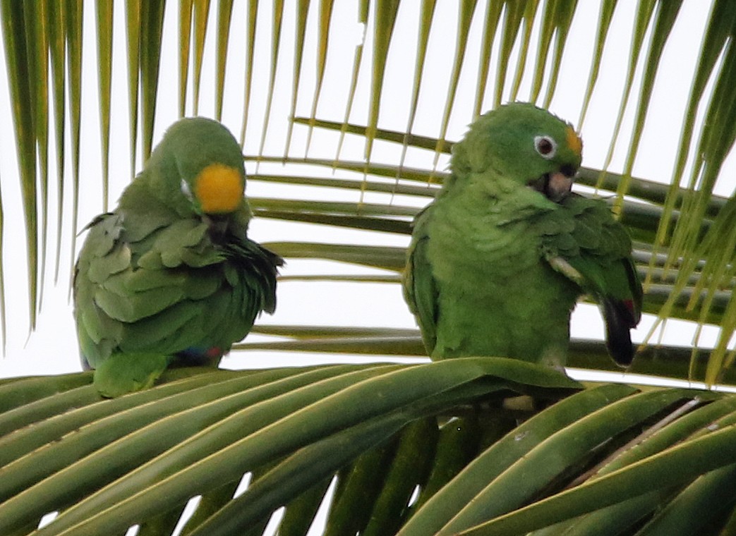 Yellow-crowned Amazon - ML647046112
