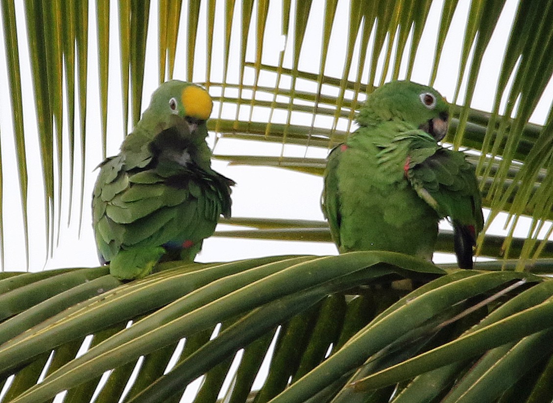 Yellow-crowned Amazon - ML647046113