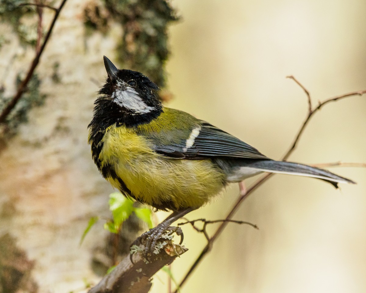 Great Tit - ML647046115