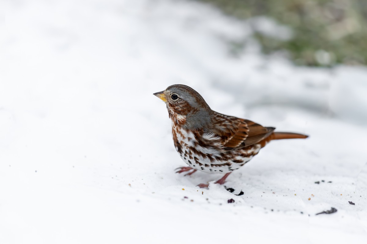Fox Sparrow - ML647046117