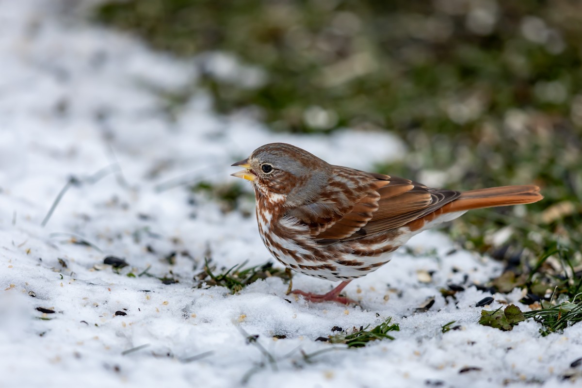 Fox Sparrow - ML647046118