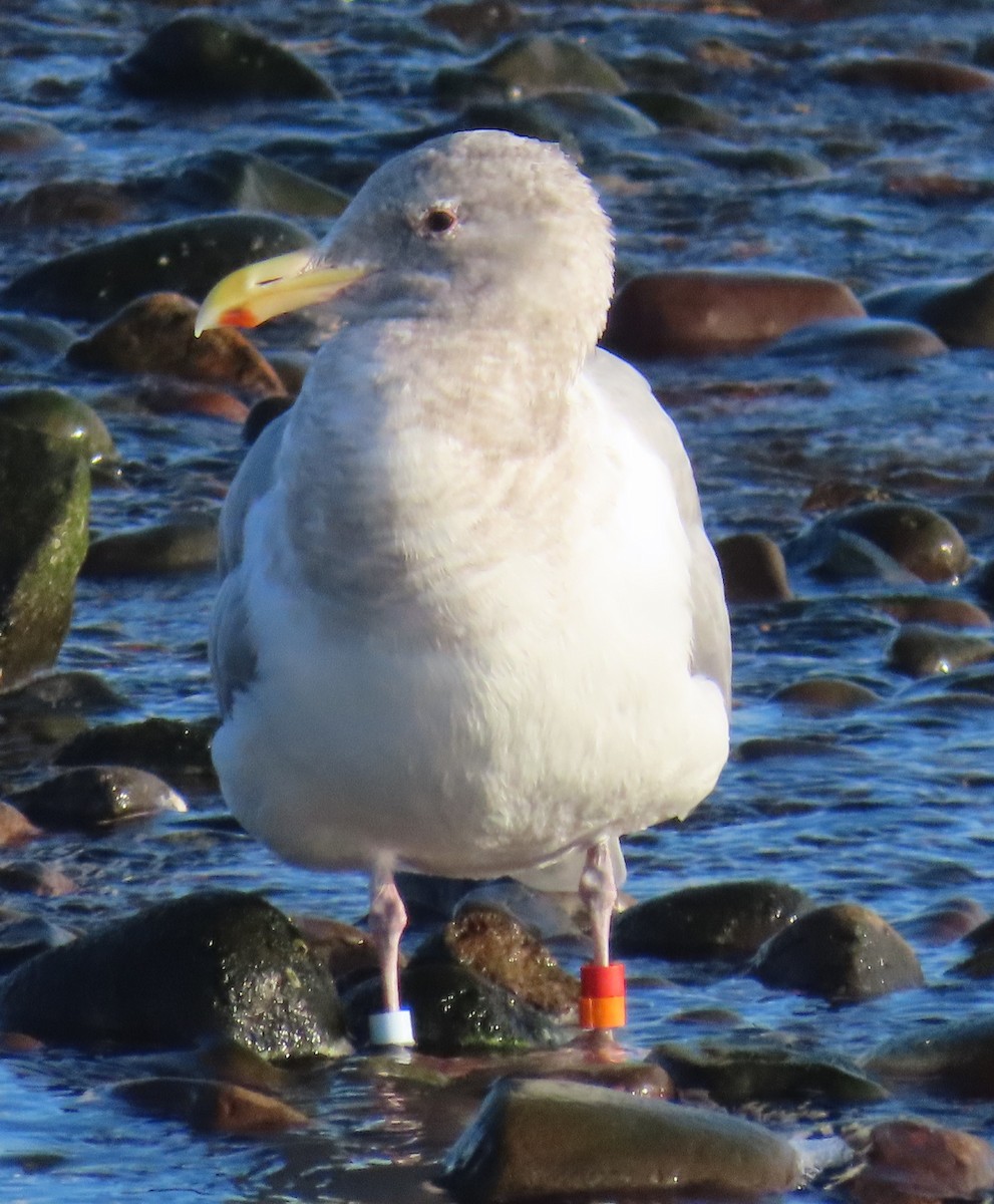 Glaucous-winged Gull - ML647046119