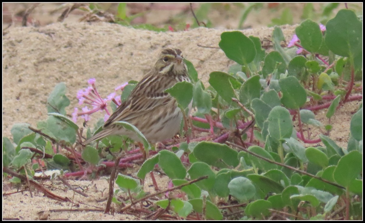 Savannah Sparrow - ML647046120