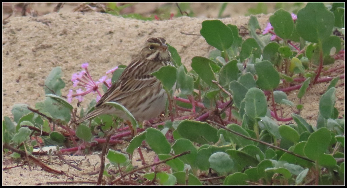 Savannah Sparrow - ML647046121