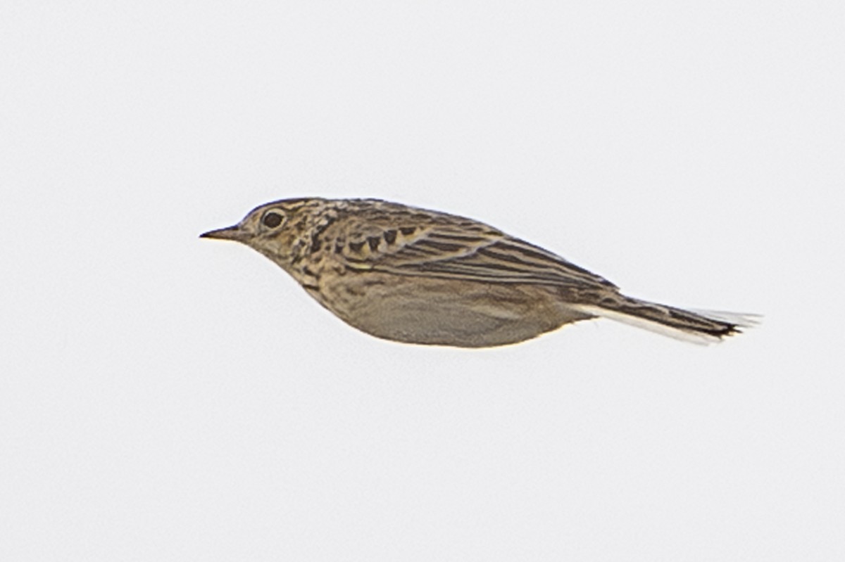 Sprague's Pipit - ML647046122