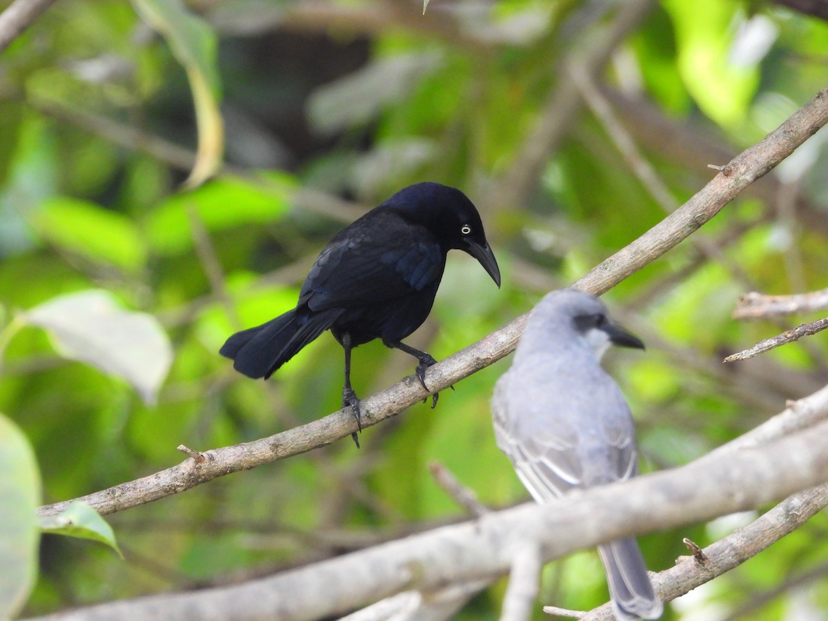 Carib Grackle - ML647046123