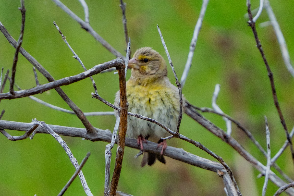 European Greenfinch - ML647046124