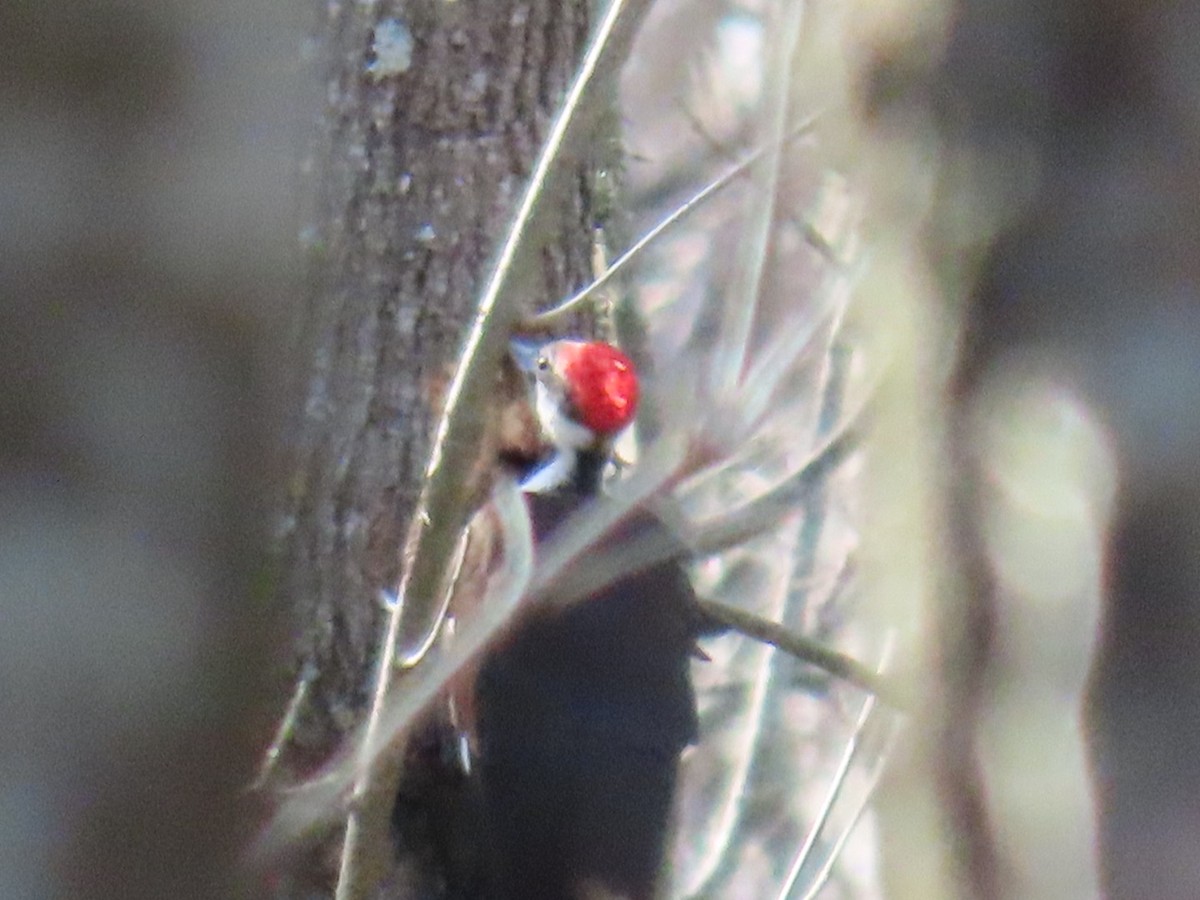 Pileated Woodpecker - ML647046125