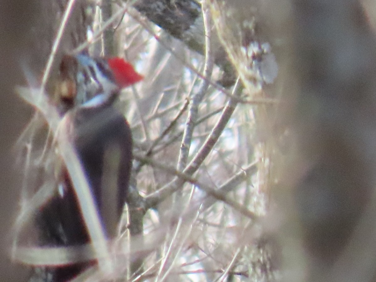 Pileated Woodpecker - ML647046126