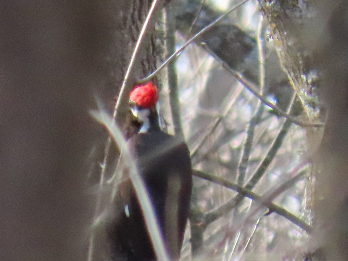 Pileated Woodpecker - ML647046127