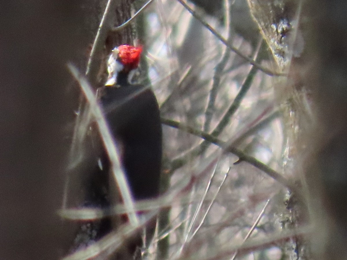 Pileated Woodpecker - ML647046128