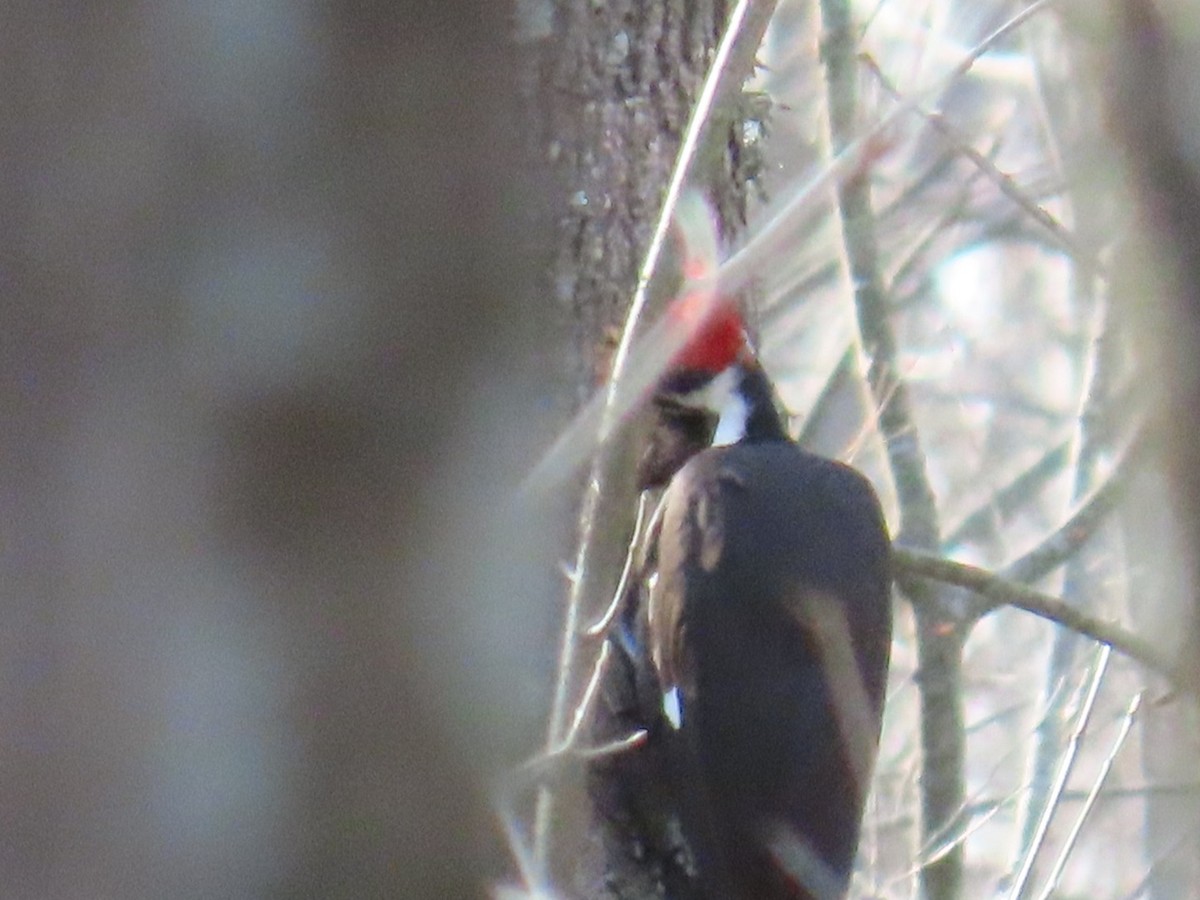 Pileated Woodpecker - ML647046129