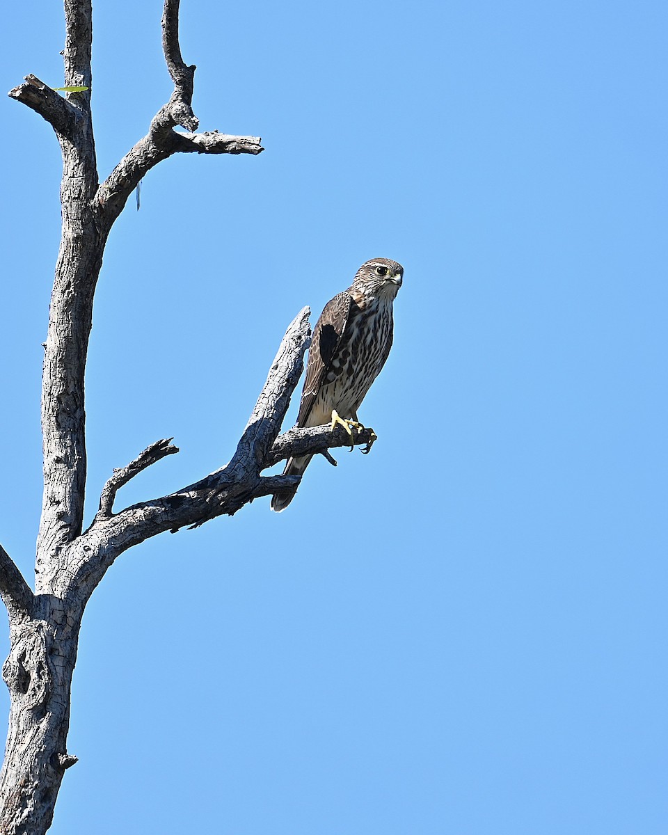 Merlin (Taiga) - ML647046130