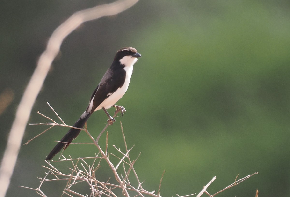Long-tailed Fiscal - ML647046133