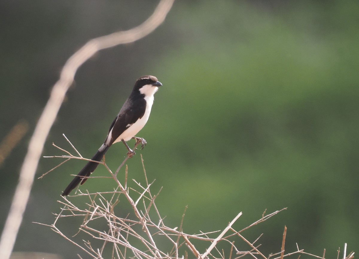 Long-tailed Fiscal - ML647046134