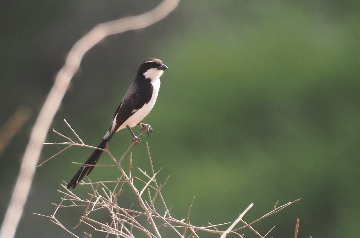 Long-tailed Fiscal - ML647046135