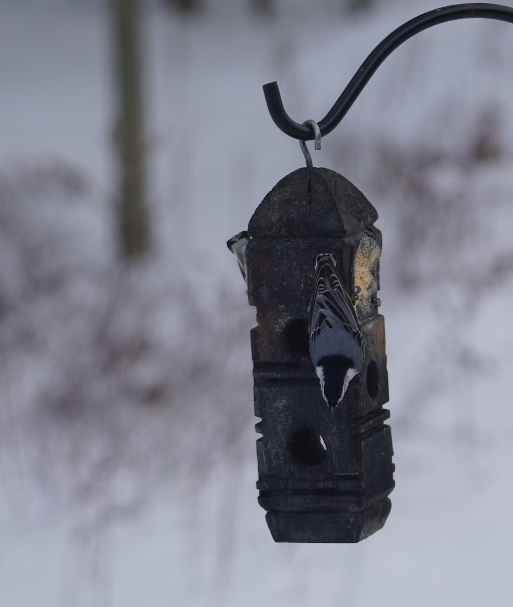 White-breasted Nuthatch - ML647046136