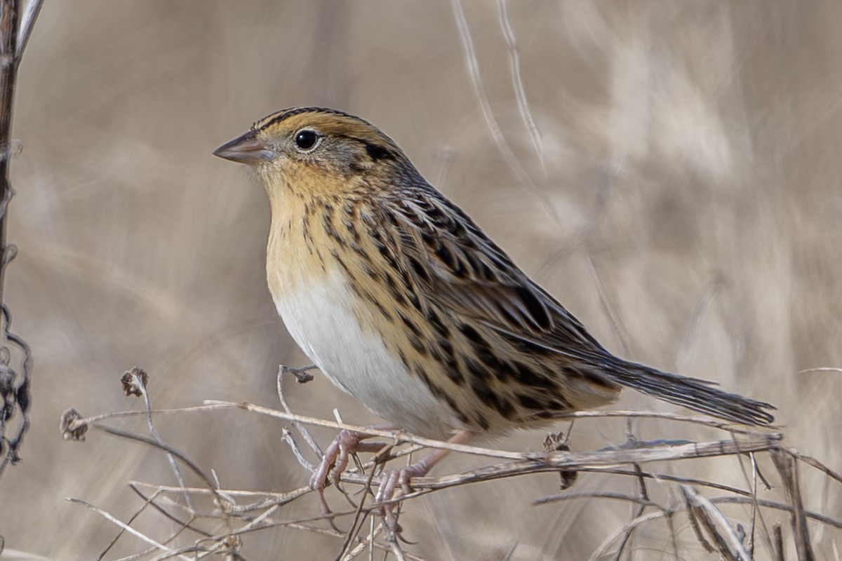 LeConte's Sparrow - ML647046137