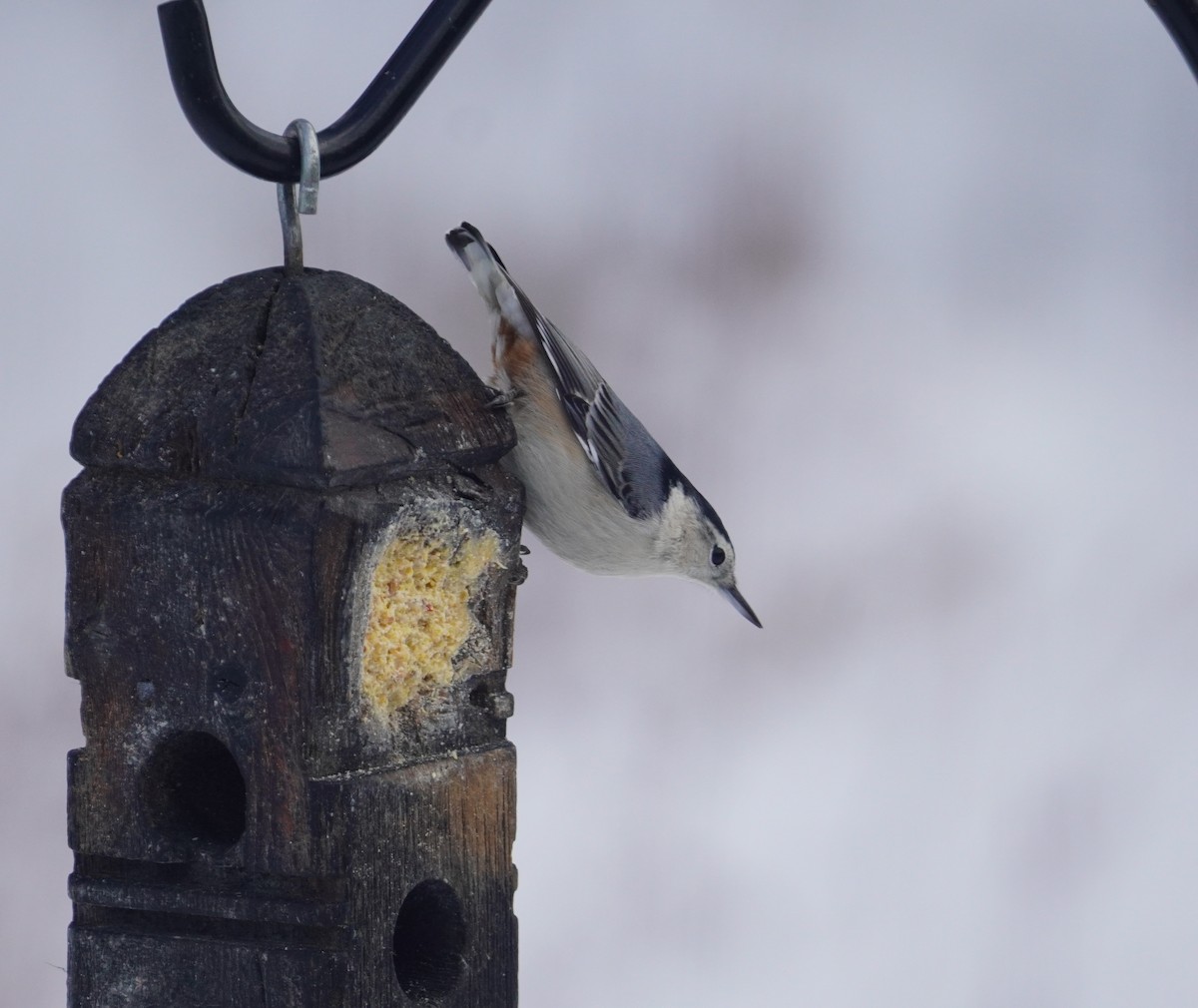 White-breasted Nuthatch - ML647046138