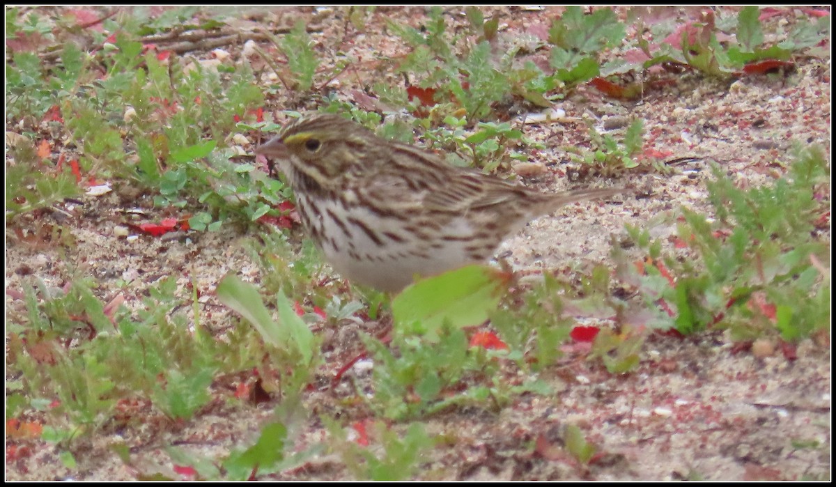 Savannah Sparrow (Belding's) - ML647046139