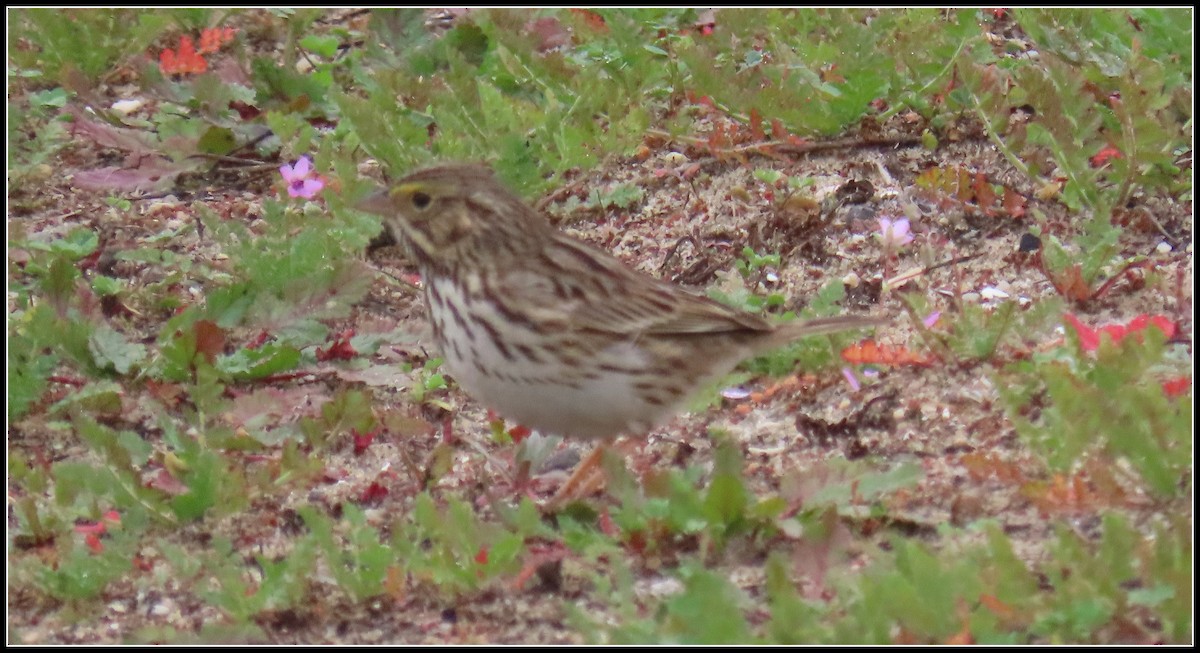Savannah Sparrow (Belding's) - ML647046140