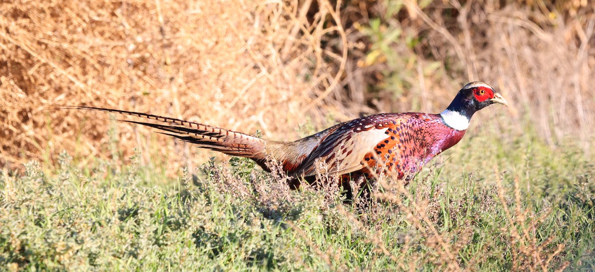 Ring-necked Pheasant - ML647046141