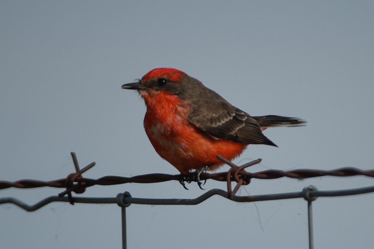 Vermilion Flycatcher - ML647046142
