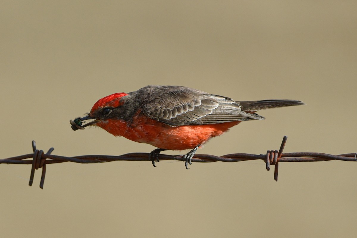 Vermilion Flycatcher - ML647046143