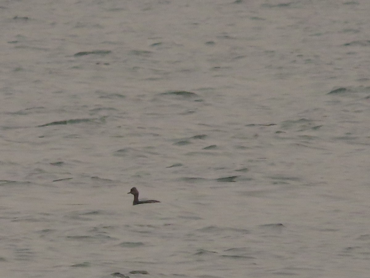 Eared Grebe - ML647046144