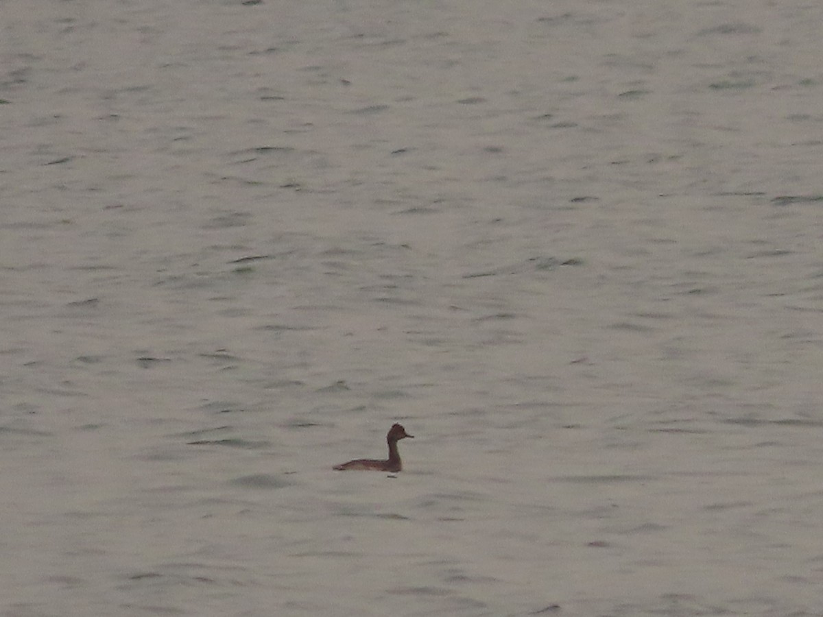 Eared Grebe - ML647046145