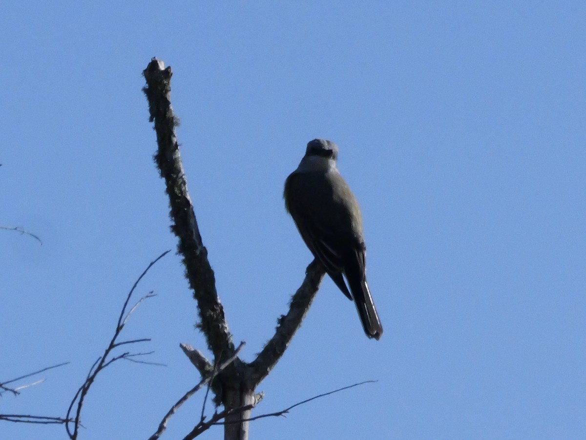 Western Kingbird - ML647046146