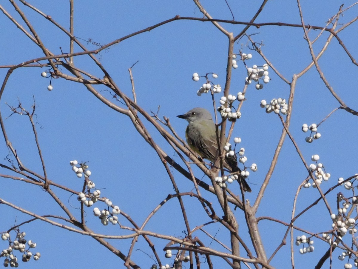 Western Kingbird - ML647046147