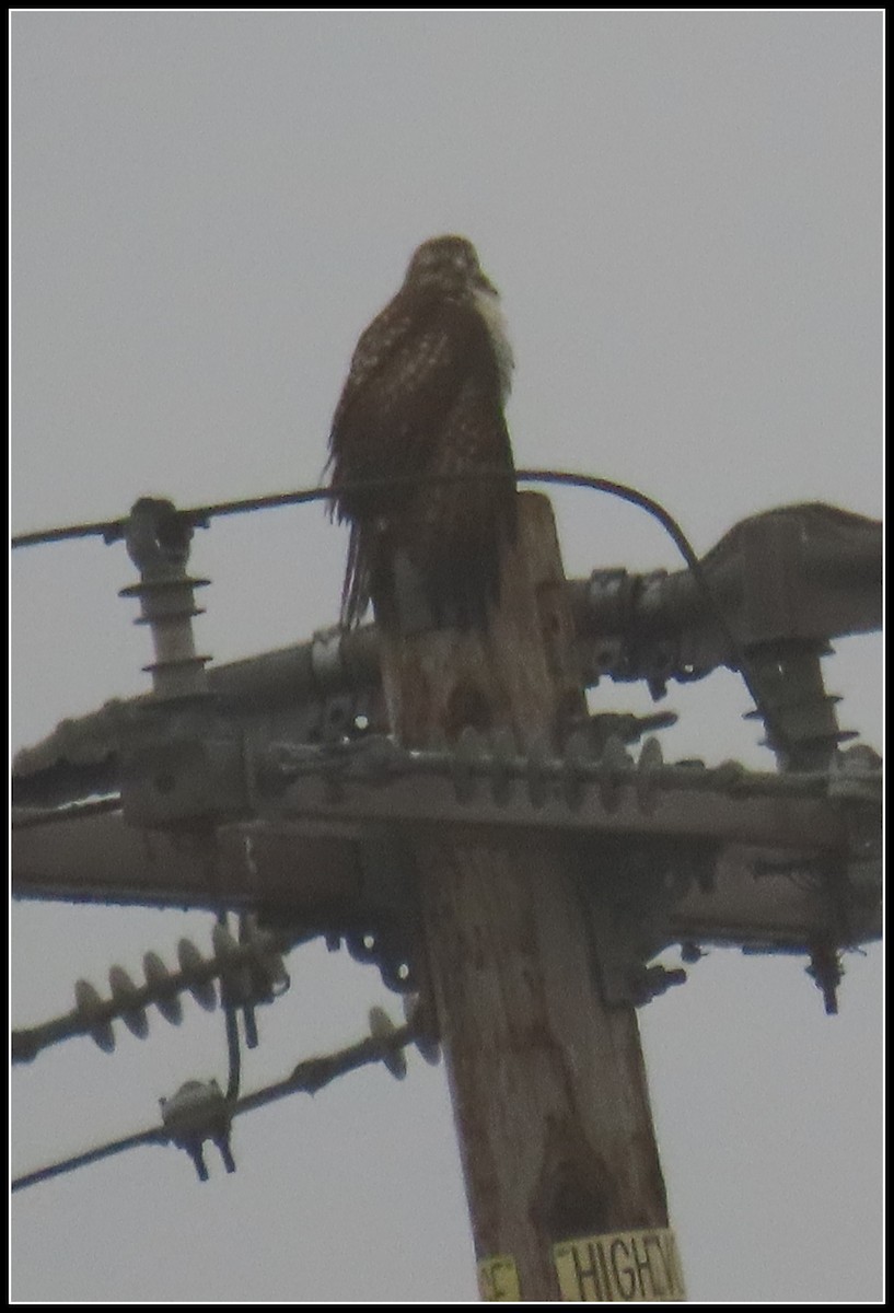 Red-tailed Hawk - ML647046154