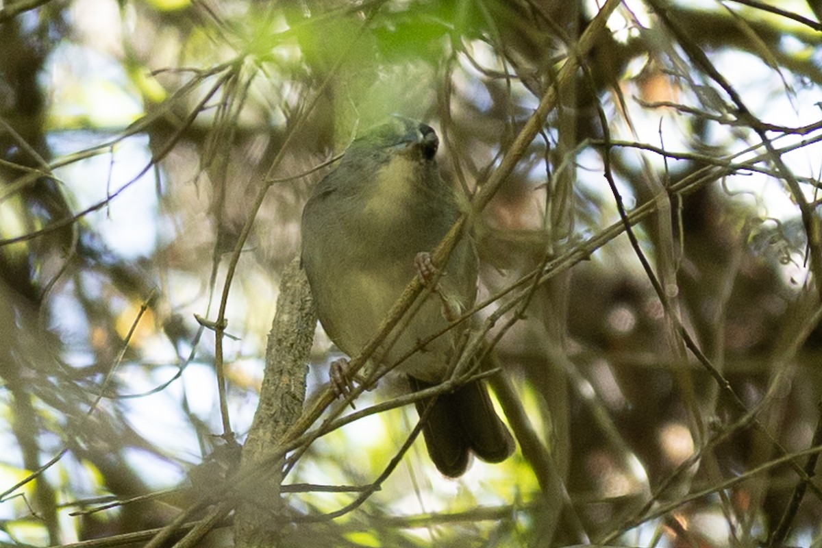 Black-striped Sparrow - ML647046158