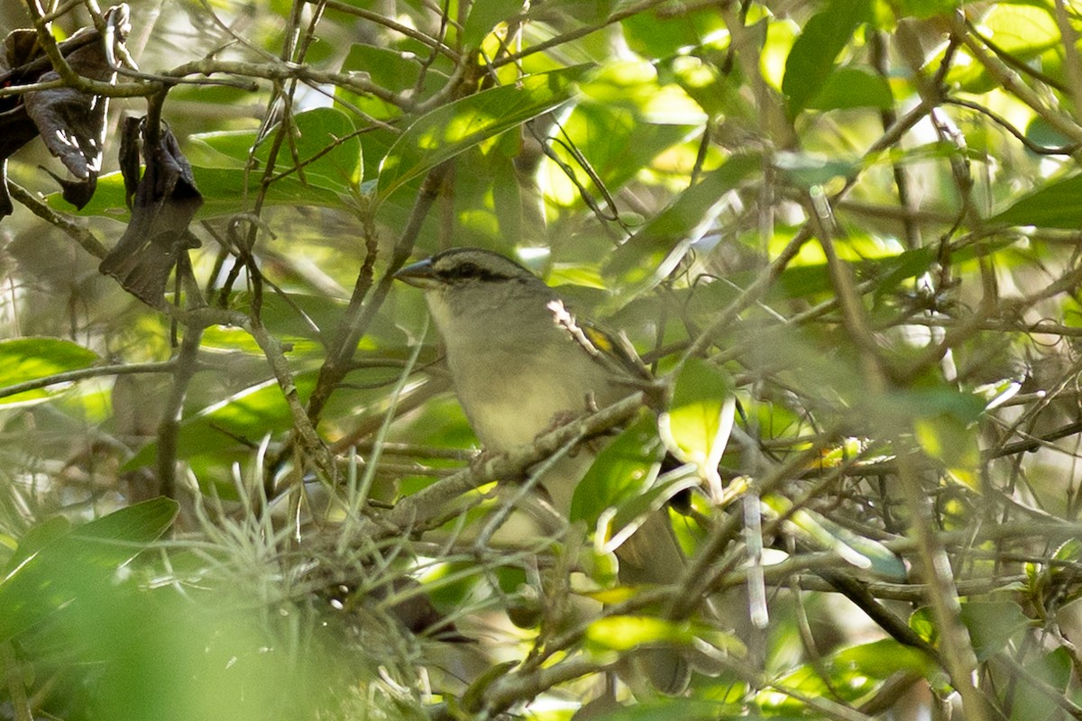 Black-striped Sparrow - ML647046161