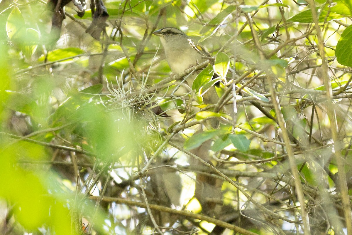 Black-striped Sparrow - ML647046162