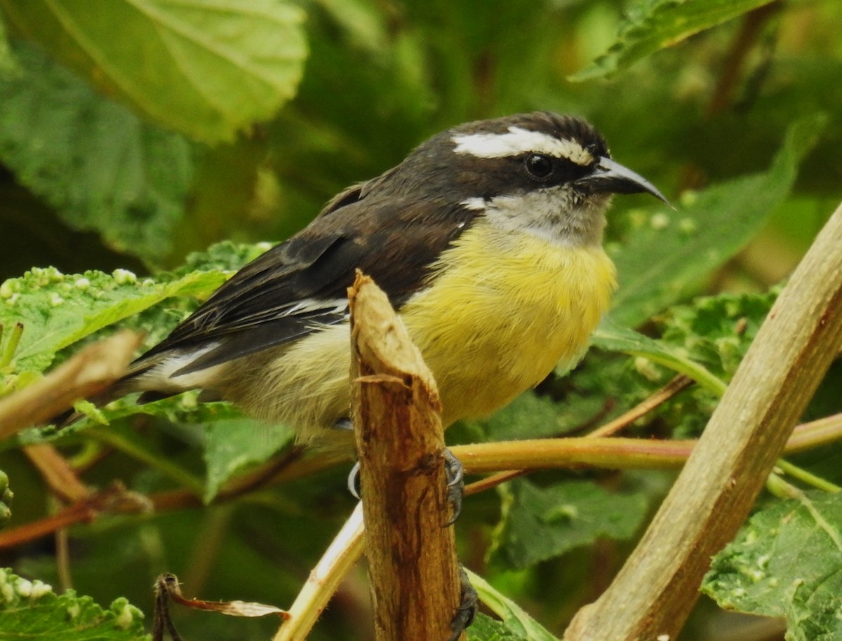 Bananaquit - ML647046194