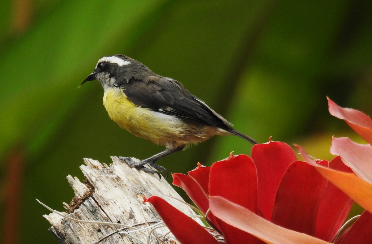 Bananaquit - ML647046195