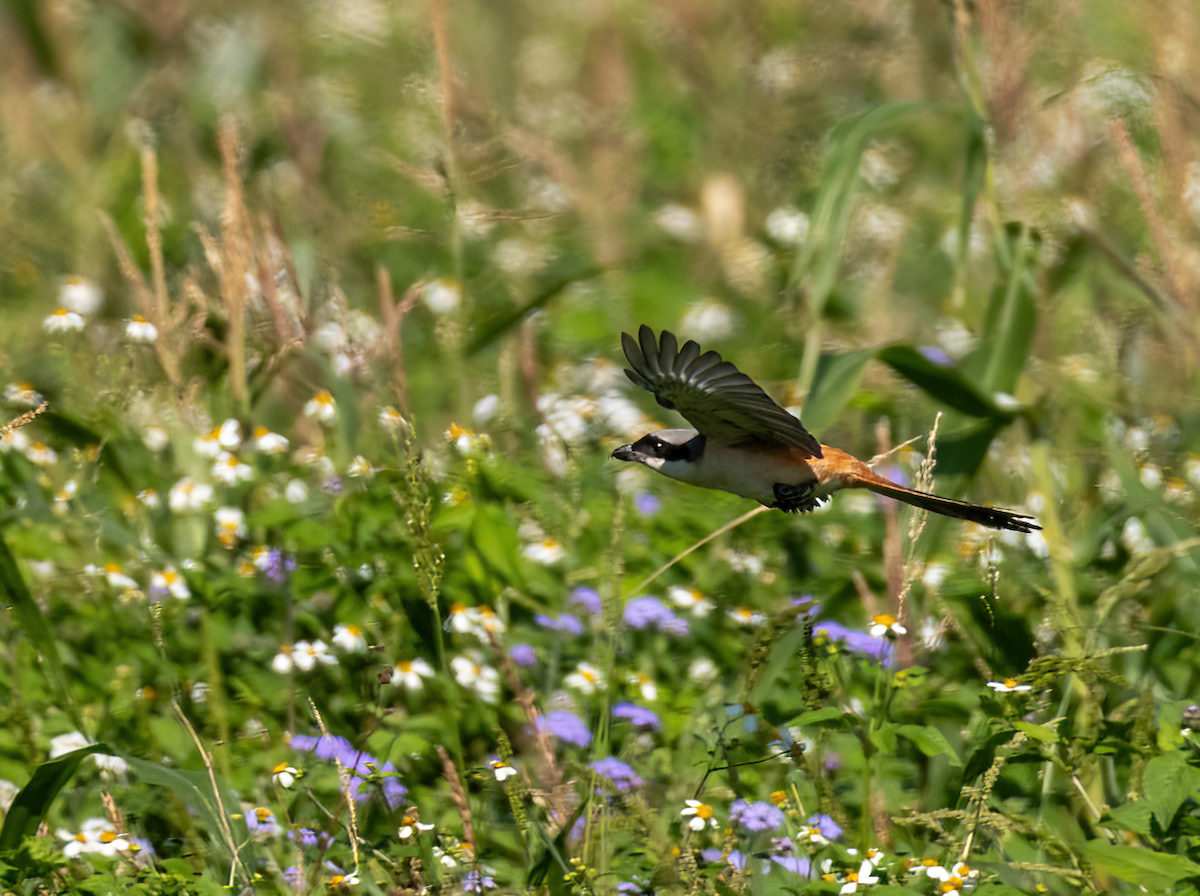 ťuhýk královský - ML647046196