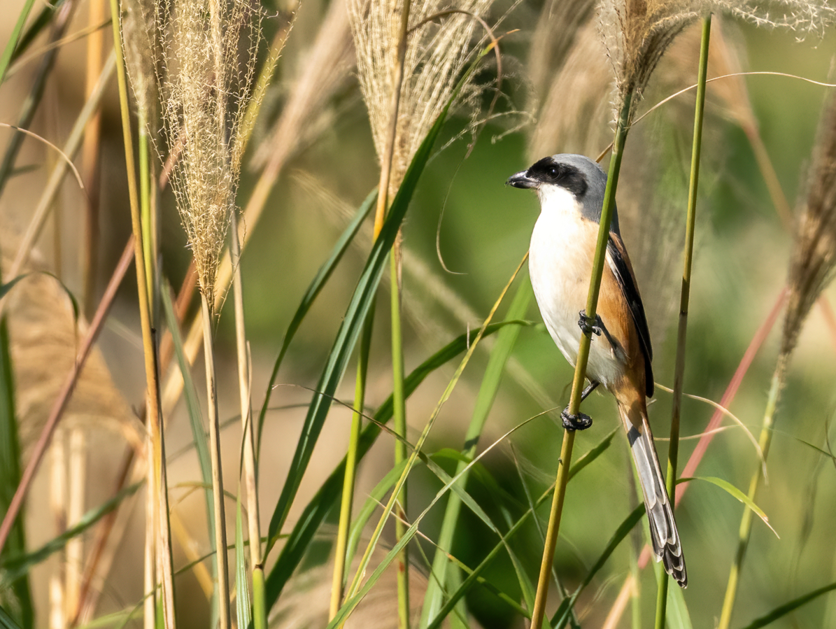 ťuhýk královský - ML647046197