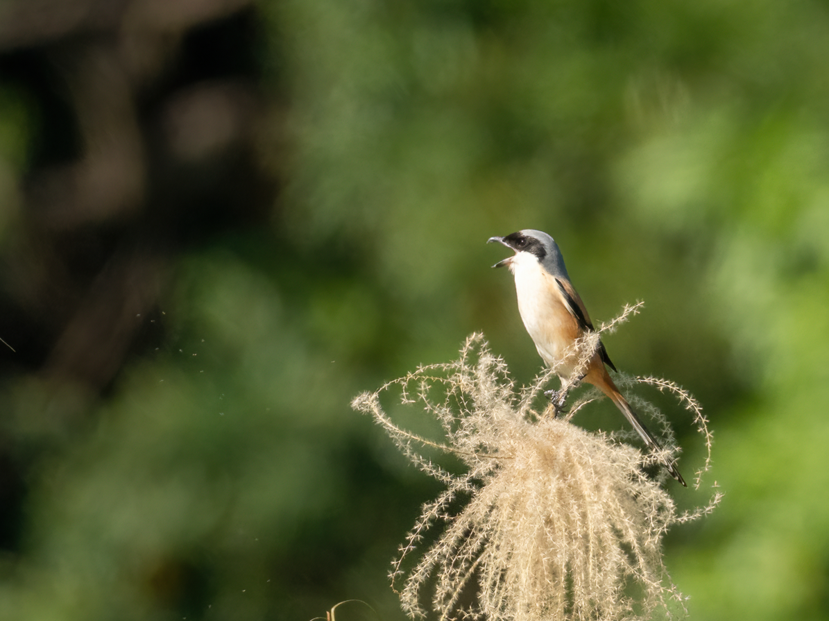 ťuhýk královský - ML647046198